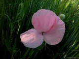 foto de flor amapola rosa con tama�o de 1024X768